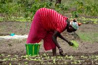 Agrarkooperative gambianischer Frauen